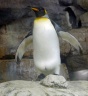 動物